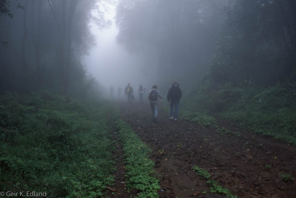 Morning_treeking_fog