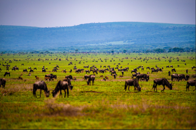 Wildebeest_view