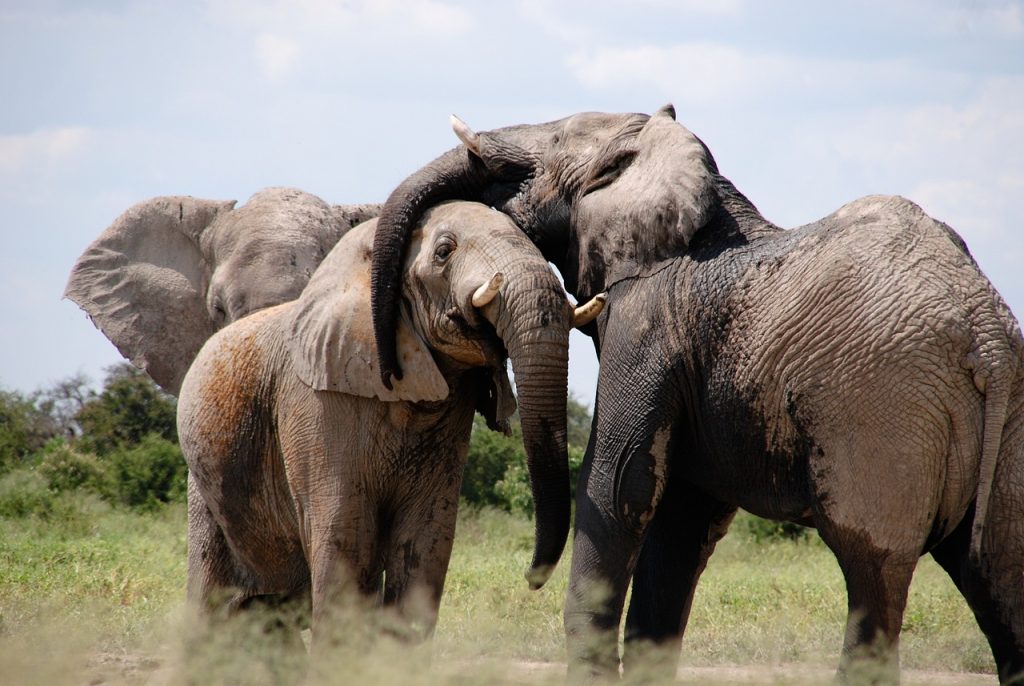 elephants_bonding