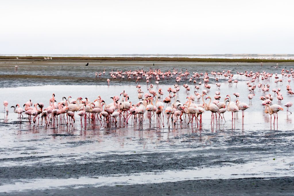 Flamingoes_wading