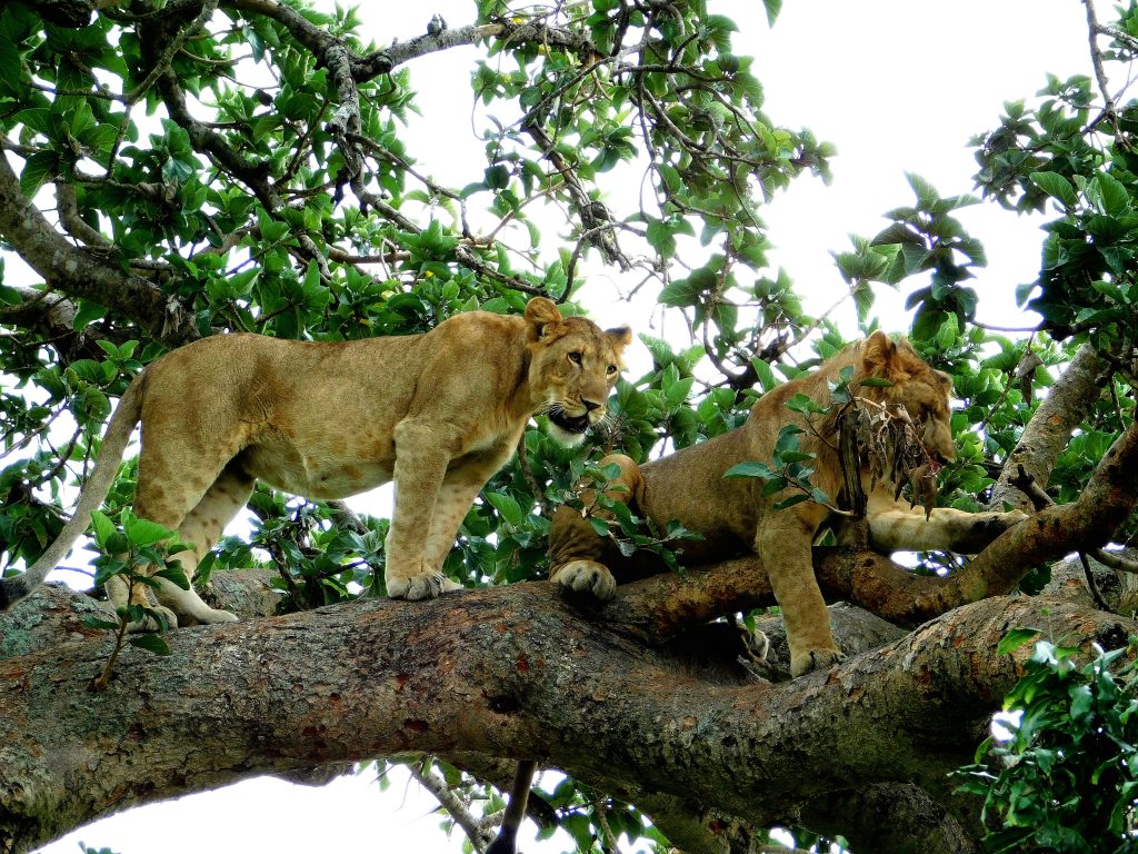 lions_on_tree