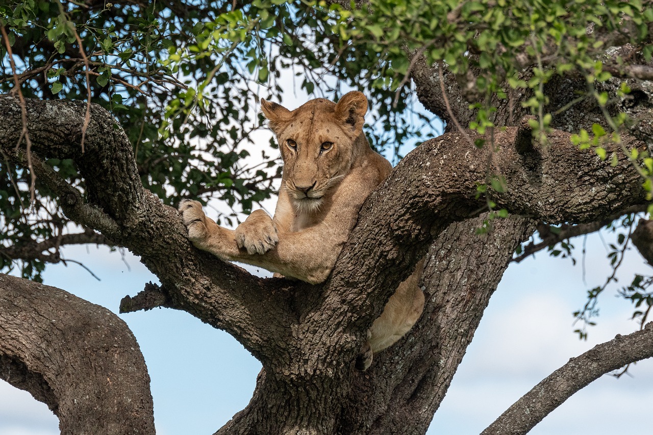 Lioness_Tree_view