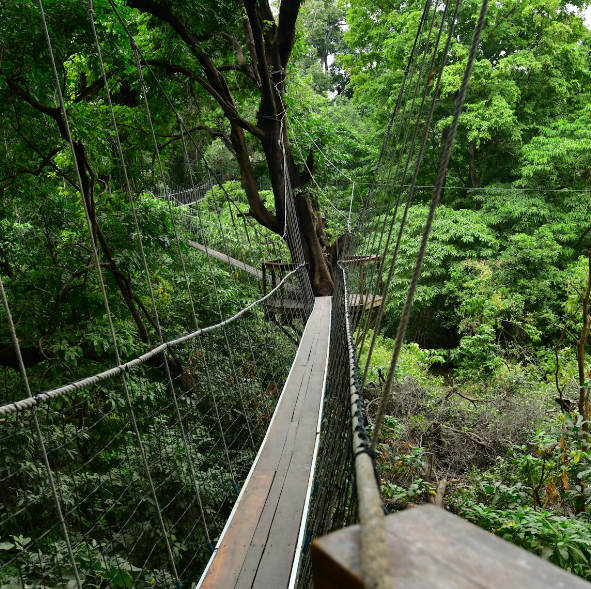 Treetop_Canopy