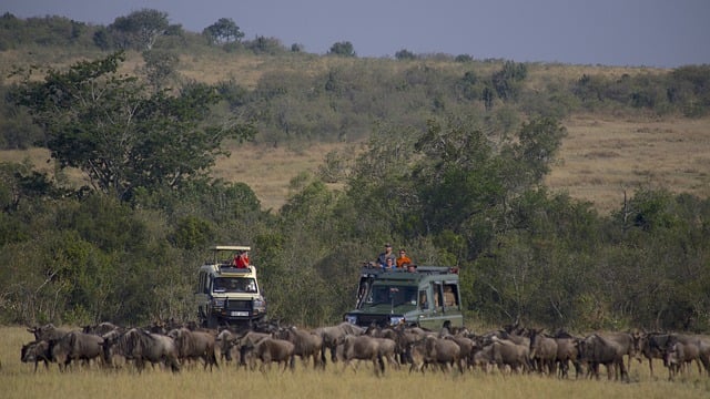 Guest_watching_wildebeests